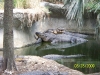 Lowry Park Zoo in Tampa