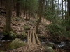 Bear Hair Gap Trail