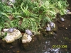 Cypress Gardens