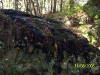Falling Waters State Park