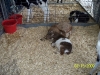 Florida State Fair