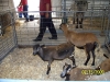 Florida State Fair