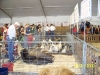 Florida State Fair