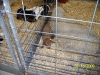Florida State Fair