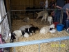 Florida State Fair