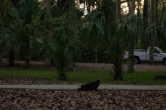 Hillsborough River State Park, 03-01-07