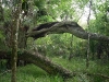 Hillsborough River State Park