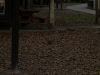 There\'s always a squirrel !!!