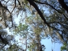 Little Manatee River State Park