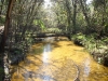 Cypress Creek
