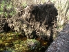Bottom of the tree