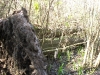 Sideways Tree