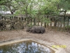 Lowry Park Zoo in Tampa