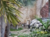 Lowry Park Zoo in Tampa