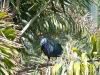 Lowry Park Zoo in Tampa