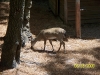 Lowry Park Zoo in Tampa