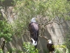 Lowry Park Zoo in Tampa