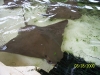 Lowry Park Zoo in Tampa