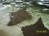 Lowry Park Zoo in Tampa