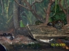 Lowry Park Zoo in Tampa
