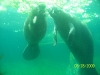 Lowry Park Zoo in Tampa