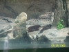 Lowry Park Zoo in Tampa