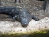 Lowry Park Zoo in Tampa