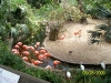 Lowry Park Zoo in Tampa