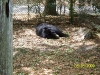 Lowry Park Zoo in Tampa