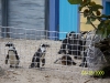 Lowry Park Zoo in Tampa