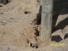 Lowry Park Zoo in Tampa