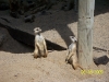 Lowry Park Zoo in Tampa