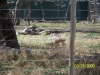 Lowry Park Zoo in Tampa