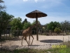 Lowry Park Zoo in Tampa