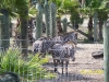 Lowry Park Zoo in Tampa