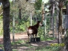 Lowry Park Zoo in Tampa