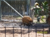 Lowry Park Zoo in Tampa