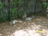 Lowry Park Zoo in Tampa