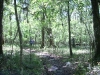 Orienteering at Croom