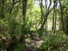 Orienteering at Croom
