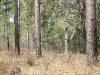 Orienteering at Croom
