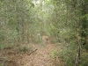 Orienteering at Croom
