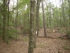 Orienteering at Croom