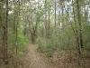 Orienteering at Croom