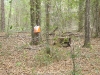 Orienteering at Croom