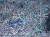 Orienteering at Croom