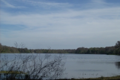 Silver Lake @ Withlacoochee State Forrest