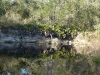 Withlacoochee River along the low water trail