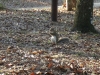 Campground Predator