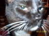 soxie-and-the-boys-002
